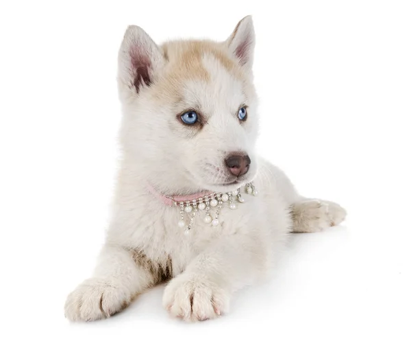 白い背景の前で子犬シベリアン ハスキー — ストック写真