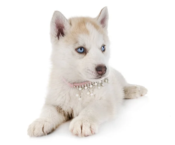 Chiot Sibérien Husky Face Fond Blanc — Photo