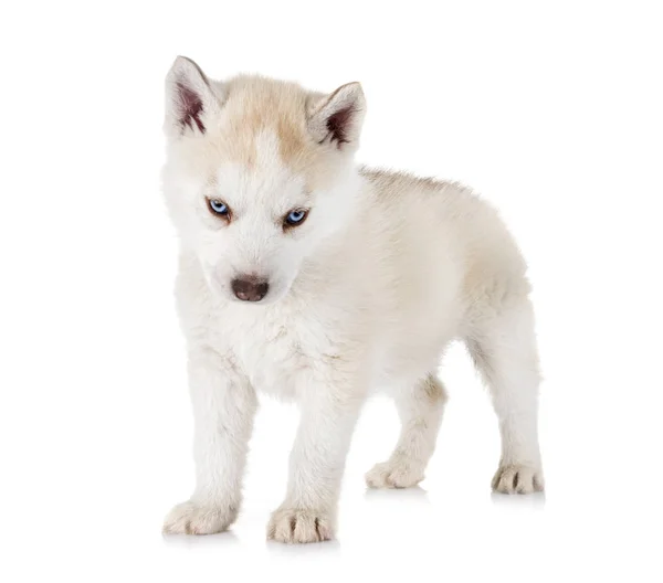 白色背景前的小狗西伯利亚哈士奇 — 图库照片
