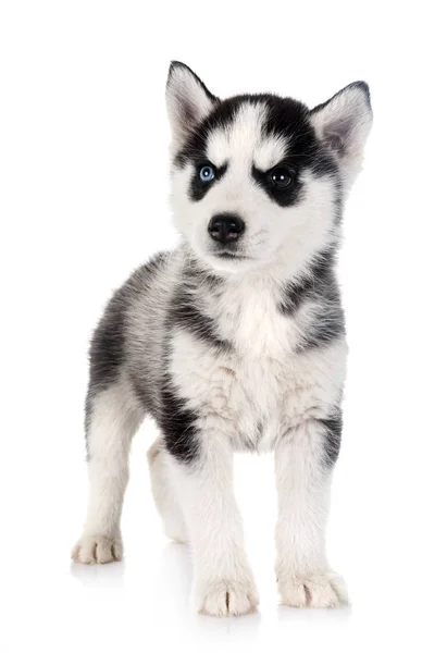 Cachorro Siberiano Husky Frente Fundo Branco — Fotografia de Stock