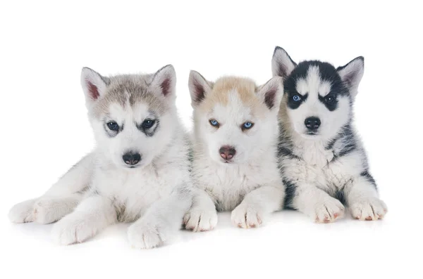 Valpar Siberian Husky Framför Vit Bakgrund — Stockfoto