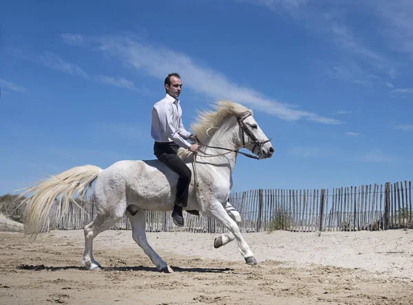 骑马人和他的种马在海滩上 — 图库照片