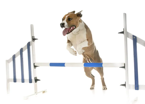 Jumping American Staffordshire Terrier Frente Fundo Branco — Fotografia de Stock