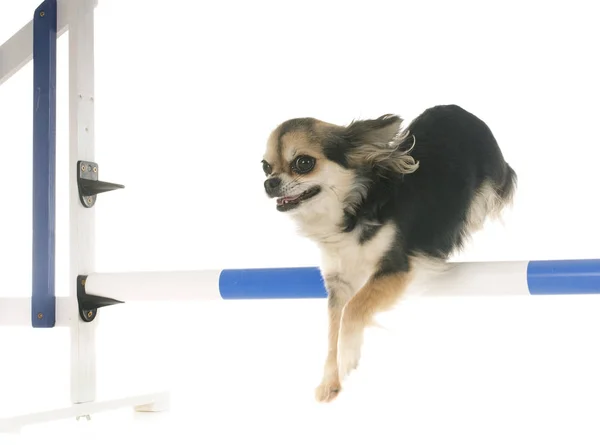 Saltando Chihuahua Delante Fondo Blanco —  Fotos de Stock