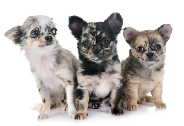 Puppies Chihuahua Front White Background — Stock Photo, Image