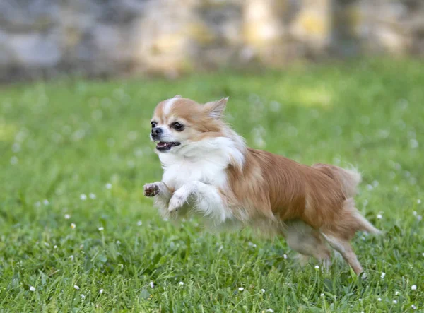 Renrasiga Chihuahua Trädgård Våren — Stockfoto