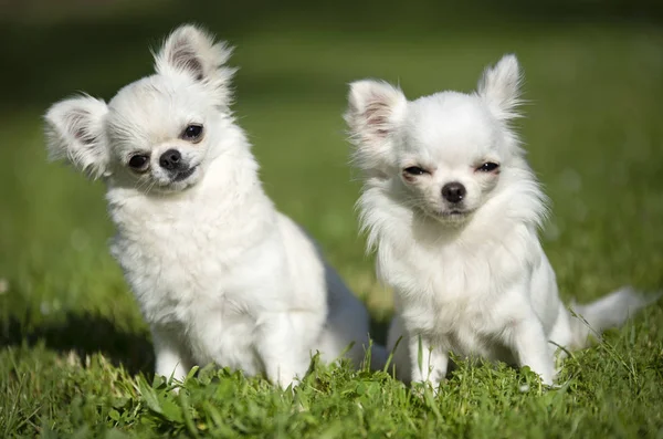 Purebred Chihuahuas Garden Spring — Stock Photo, Image