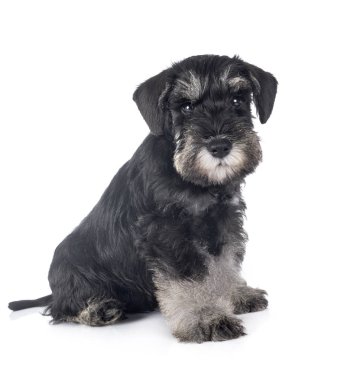 Köpek yavrusu minyatür schnauzer