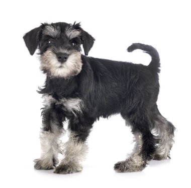 Köpek yavrusu minyatür schnauzer