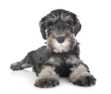 Köpek yavrusu minyatür schnauzer
