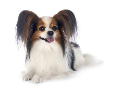 Papillon köpek Studio