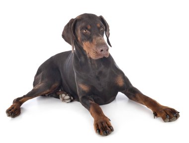 Doberman Pinscher stüdyoda.
