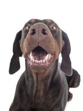 Doberman Pinscher stüdyoda.