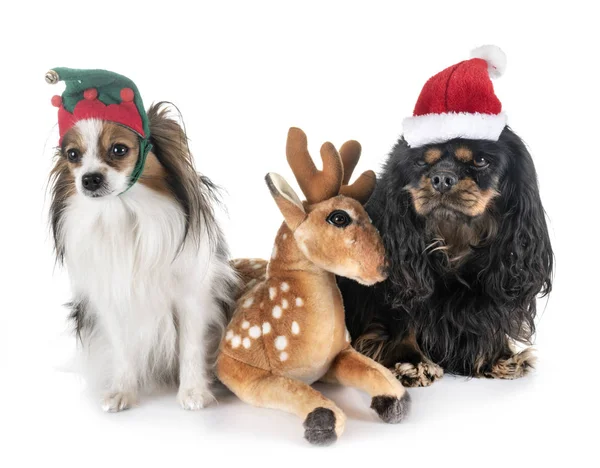 Cavalier King Charles och Papillon — Stockfoto