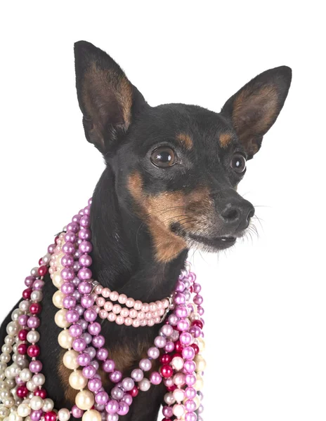 Pinscher in miniatura in studio — Foto Stock