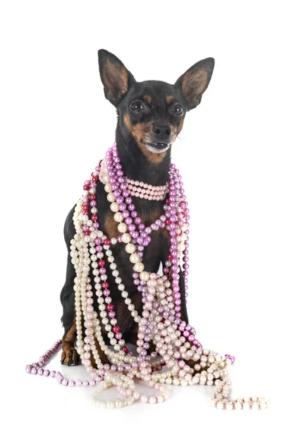 Miniature pinscher in studio — Stock Photo, Image