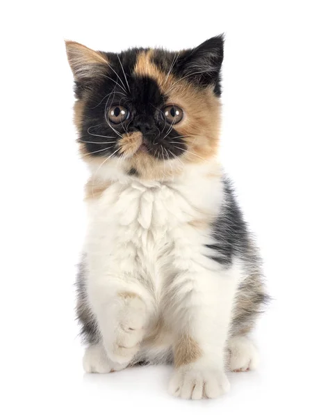 Exotic shorthair in studio — Stock Photo, Image