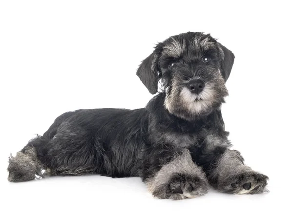 Filhote de cachorro schnauzer miniatura — Fotografia de Stock