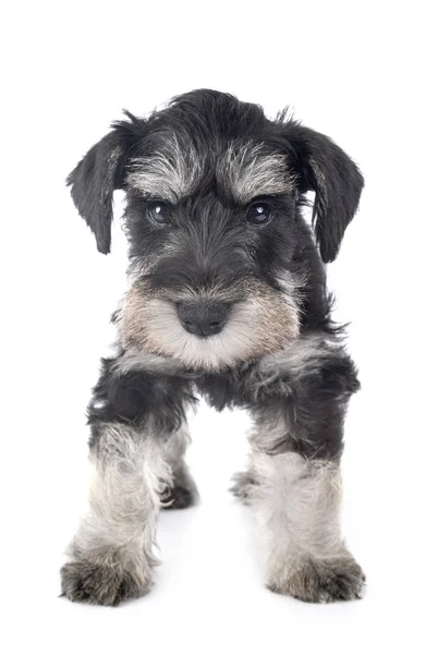 Schnauzer miniatura de cachorro — Foto de Stock