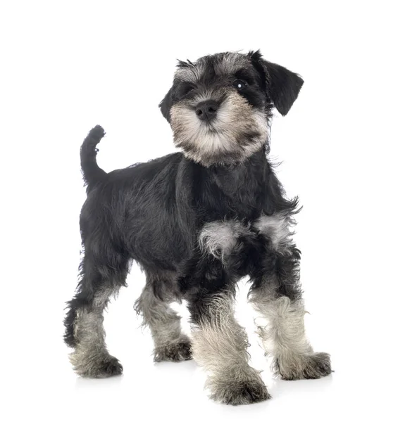 Schnauzer miniature chiot — Photo