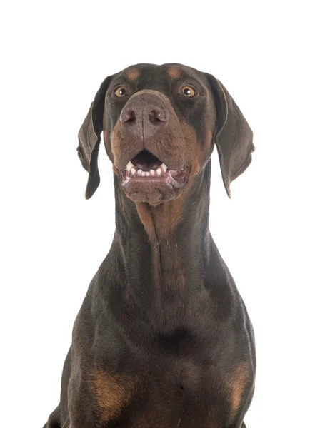 Doberman pinscher in studio — Stock Photo, Image