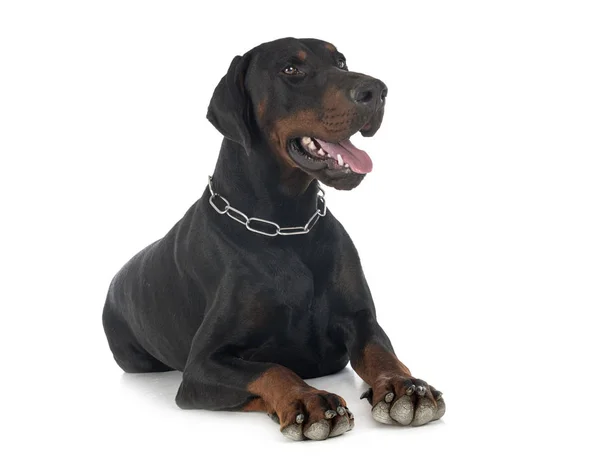 Doberman pinscher in de studio — Stockfoto