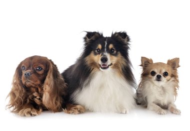 Shetland koyun Studio