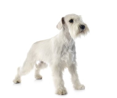 stüdyoda minyatür Schnauzer