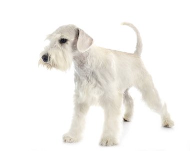 stüdyoda minyatür Schnauzer