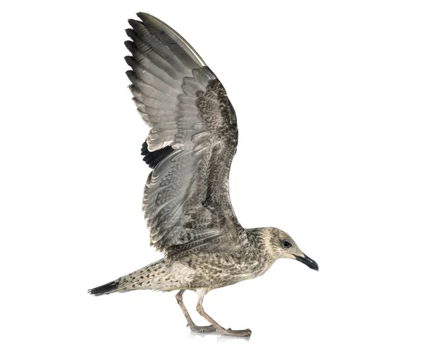 European herring gull — Stock Photo, Image