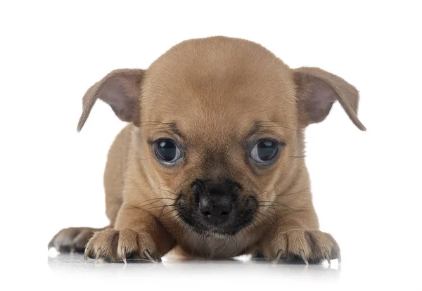 Chihuahua i studio — Stockfoto