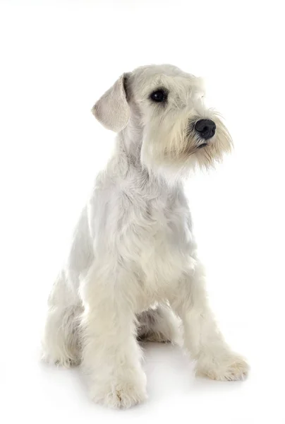 Miniatuur Schnauzer in Studio — Stockfoto