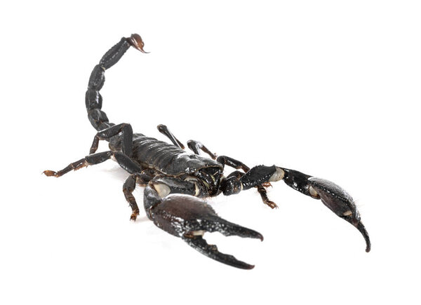 heterometrus spinifer в студии
