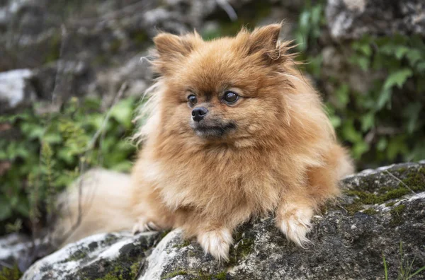 Pomeranian στη φύση — Φωτογραφία Αρχείου