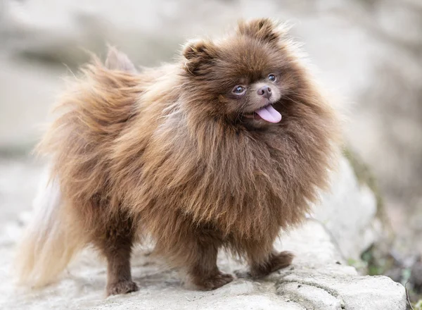 Pomeranian στη φύση — Φωτογραφία Αρχείου