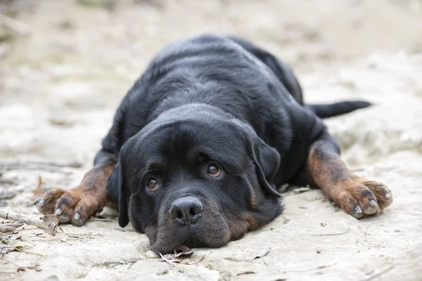 Rottweiler in nature — Stock Photo, Image