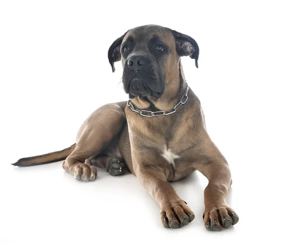 Szczeniak cane corso — Zdjęcie stockowe