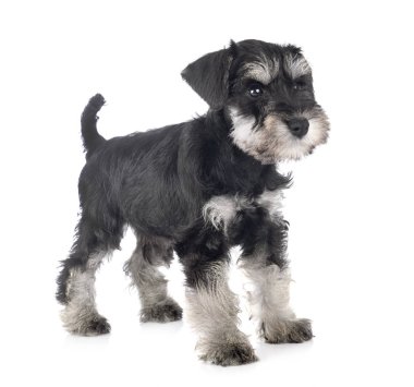 Köpek yavrusu minyatür schnauzer