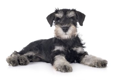 Köpek yavrusu minyatür schnauzer
