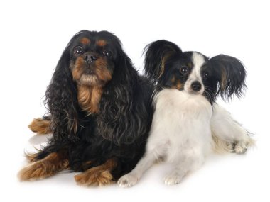 şövalye kral charles ve papillon