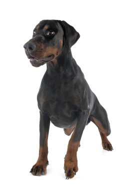 Doberman Pinscher stüdyoda.