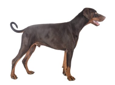 Doberman Pinscher stüdyoda.
