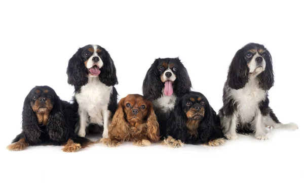 Cavalier King Charles — Stok fotoğraf