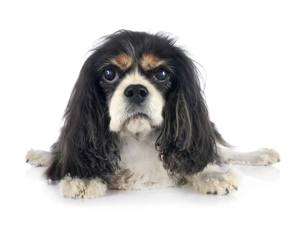 Cavalier King Charles — Stock Fotó