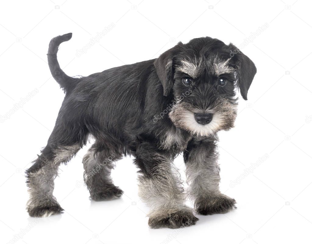 Cachorro schnauzer miniatura — Foto de stock © cynoclub #319746610, image size:1024x803
