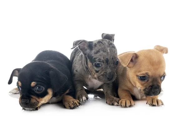 Welpen chihuahuas im Studio — Stockfoto