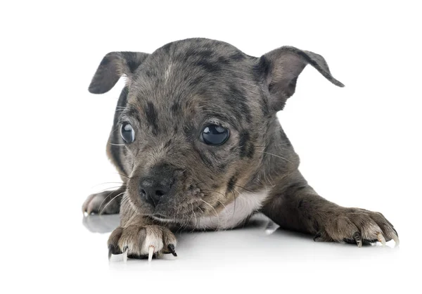 Chihuahua in studio — Stock Photo, Image