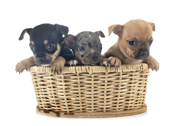 Puppies chihuahuas in studio — Stock Photo, Image