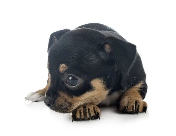 Chihuahua in studio — Stockfoto