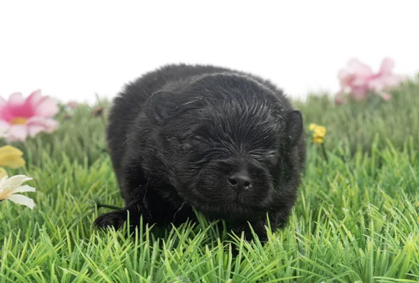 Anak anjing pomeranian di studio — Stok Foto